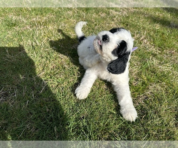 Medium Photo #51 Aussiedoodle Puppy For Sale in BREMERTON, WA, USA