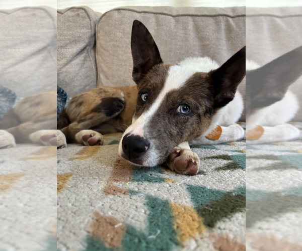 Medium Photo #3 Siberian Husky-Unknown Mix Puppy For Sale in Rockville, MD, USA