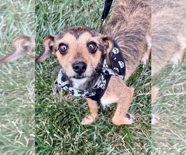 Medium Photo #1 Dachshund-Unknown Mix Puppy For Sale in Lee's Summit, MO, USA