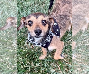 Dachshund-Unknown Mix Dogs for adoption in Lee's Summit, MO, USA