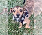 Small Dachshund Mix