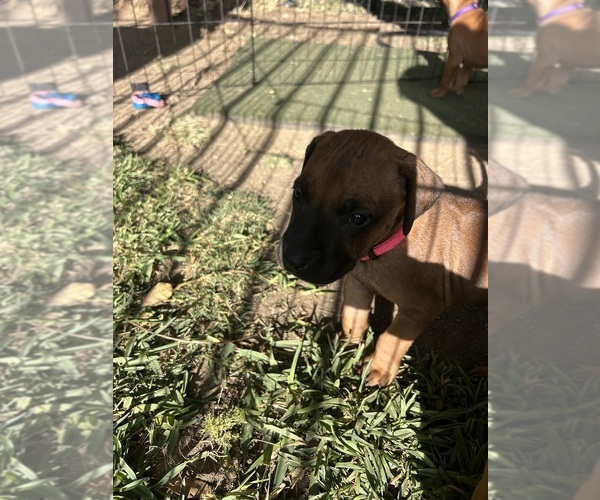 Medium Photo #23 Rhodesian Ridgeback Puppy For Sale in RIVERSIDE, CA, USA