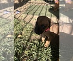 Small Photo #23 Rhodesian Ridgeback Puppy For Sale in RIVERSIDE, CA, USA