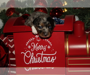 Miniature Australian Shepherd Litter for sale in WOODLAND, CA, USA