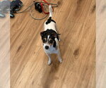 Damon - Male Taco Terrier Dog for Adoption - Small photo
