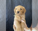 Small #3 Goldendoodle-Labrador Retriever Mix