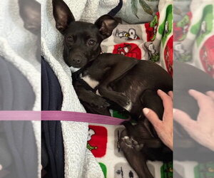 Chihuahua-Unknown Mix Dogs for adoption in Aurora, CO, USA