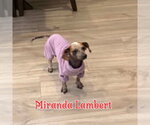 Small #33 Dachshund