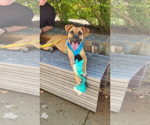 Willow - Female Boxer Dog for Adoption - Photo #4