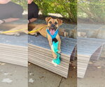 Small Photo #4 Boxer Puppy For Sale in Dallas, TX, USA