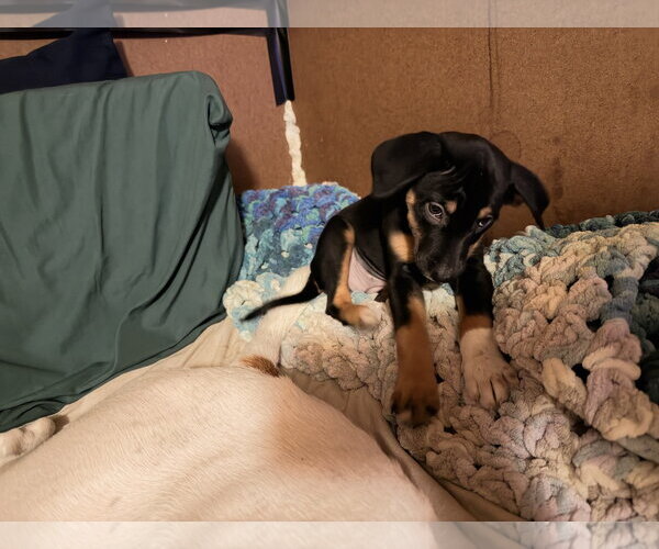 Medium Photo #1 German Shorthaired Pointer Puppy For Sale in The Woodlands, TX, USA