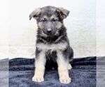 Small Photo #2 German Shepherd Dog Puppy For Sale in READING, PA, USA