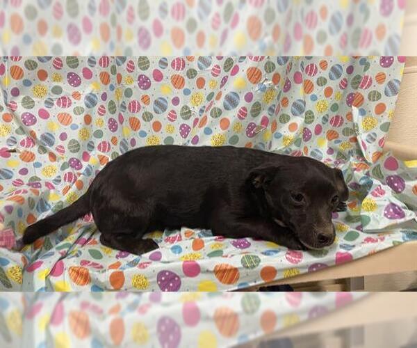 Medium Photo #1 Chihuahua-Unknown Mix Puppy For Sale in Modesto, CA, USA