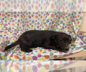 Chihuahua-Unknown Mix Dogs for adoption in Modesto, CA, USA