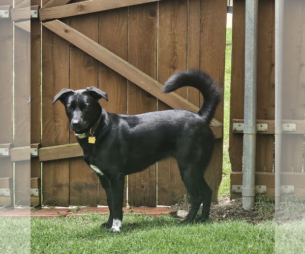 Medium Photo #6 Collie-Labrador Retriever Mix Puppy For Sale in McKinney, TX, USA