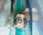 Small Photo #1 Shih Tzu Puppy For Sale in LIVE OAK, FL, USA