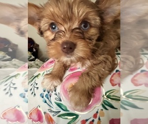 Yorkshire Terrier Puppy for Sale in FORT WORTH, Texas USA