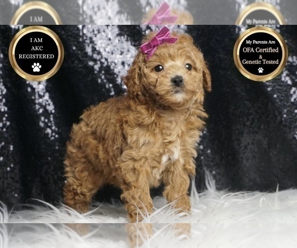 Medium Photo #16 Poodle (Toy) Puppy For Sale in WARSAW, IN, USA