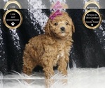 Small #5 Poodle (Toy)
