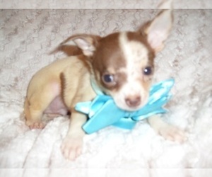 Chihuahua Puppy for sale in JACKSON, MS, USA