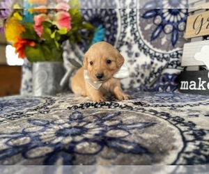 Golden Retriever Puppy for sale in LANCASTER, PA, USA