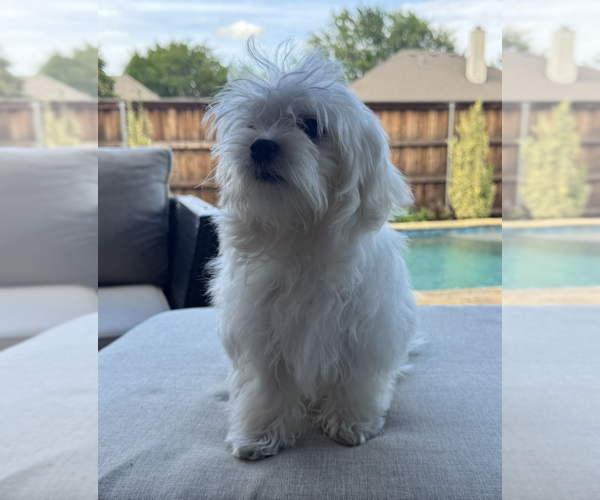 Medium Photo #3 Maltese Puppy For Sale in McKinney, TX, USA