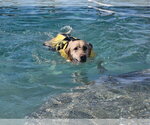 Small #1 Labrador Retriever