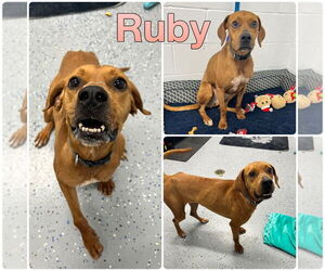 Redbone Coonhound-Unknown Mix Dogs for adoption in Pierceton , IN, USA