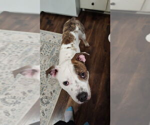 Mutt Dogs for adoption in Minneapolis, MN, USA