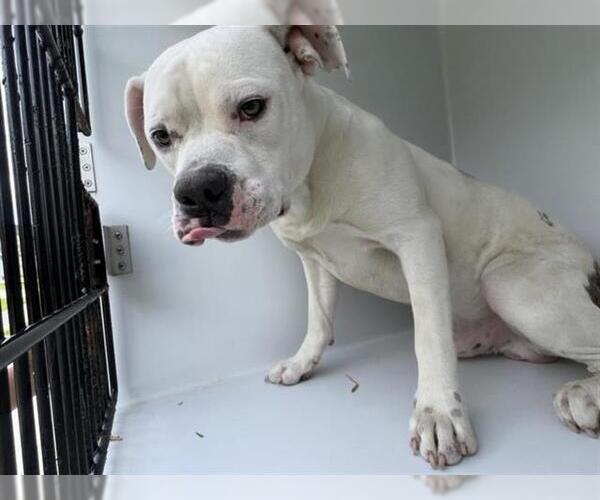 Medium Photo #1 American Bulldog Puppy For Sale in Houston, TX, USA