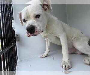 American Bulldog Dogs for adoption in Houston, TX, USA