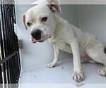 Small American Bulldog