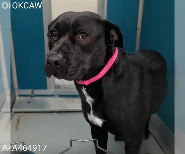 Medium Photo #1 American Pit Bull Terrier-Unknown Mix Puppy For Sale in Oklahoma City, OK, USA