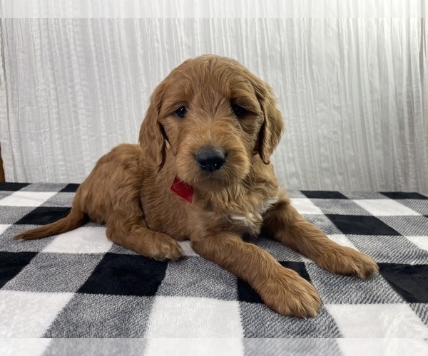 Medium Photo #2 Goldendoodle Puppy For Sale in WOODBURN, IN, USA