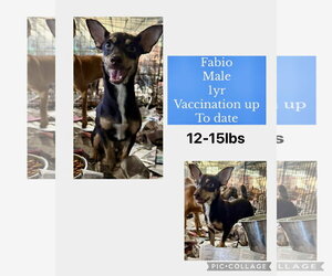 Chihuahua-Unknown Mix Dogs for adoption in Virginia Beach, VA, USA