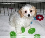Small Photo #8 Cavachon Puppy For Sale in ORO VALLEY, AZ, USA