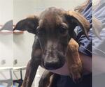 Small German Shepherd Dog Mix