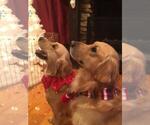 Small Photo #3 Golden Retriever Puppy For Sale in BUCHANAN, GA, USA