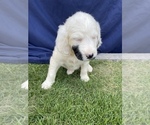 Small #6 English Setter-Goldendoodle Mix