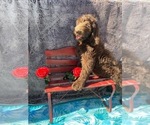 Small Photo #1 Goldendoodle Puppy For Sale in OMAHA, NE, USA