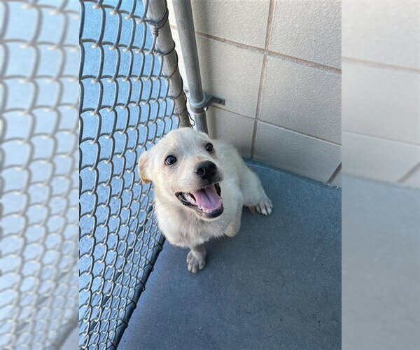 Medium Photo #2 Labrador Retriever Puppy For Sale in Corpus Christi, TX, USA