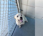 Small #1 Labrador Retriever