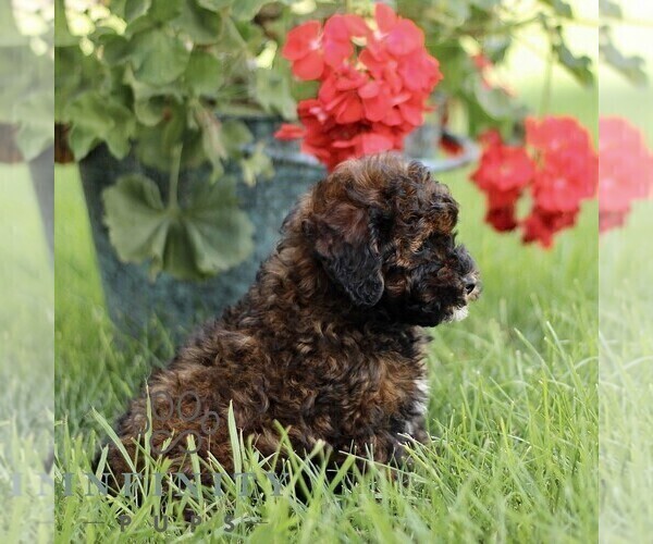 Medium Photo #3 Poodle (Miniature) Puppy For Sale in GORDONVILLE, PA, USA