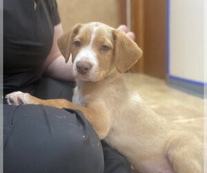 Mutt Dogs for adoption in Raleigh, NC, USA