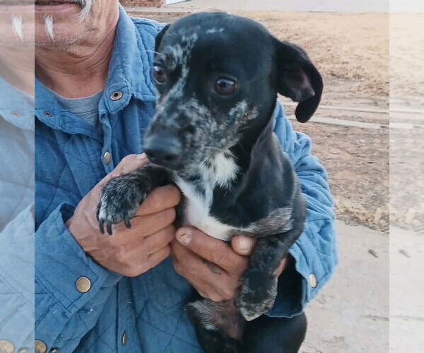 Medium Photo #2 Dachshund-Unknown Mix Puppy For Sale in Grafton, WI, USA