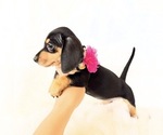 Small #2 Dachshund