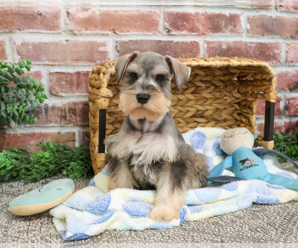 Medium Photo #4 Schnauzer (Miniature) Puppy For Sale in SYRACUSE, IN, USA