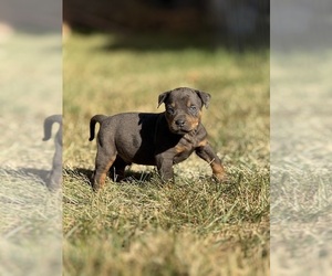 Medium Catahoula Leopard Dog