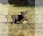 Puppy 8 Catahoula Leopard Dog