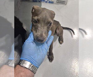 Mutt Dogs for adoption in Temple, TX, USA